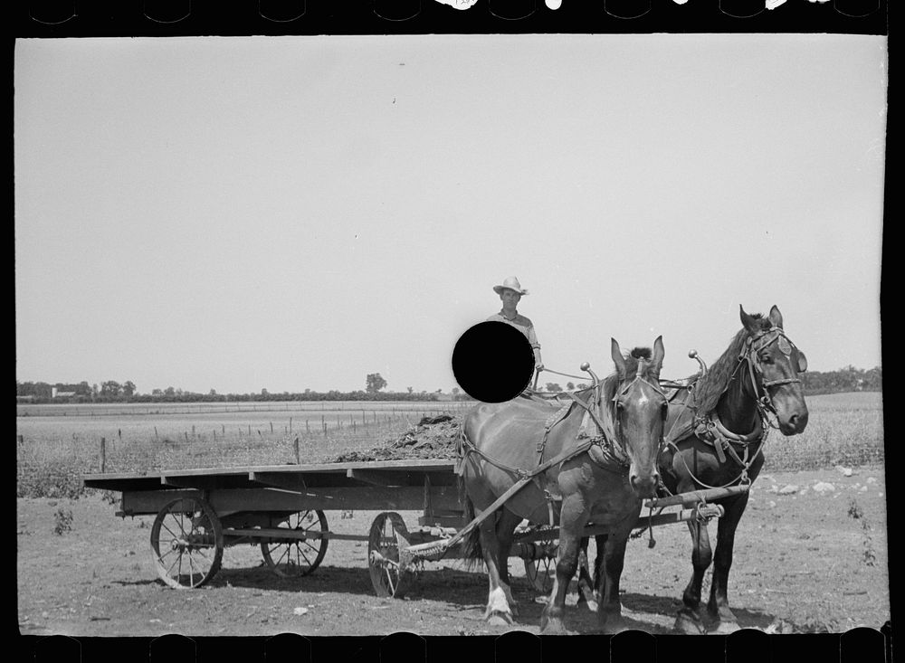 [Untitled photo, possibly related to: Farmer's wife with chickens, Scioto Farms, Ohio]. Sourced from the Library of Congress.