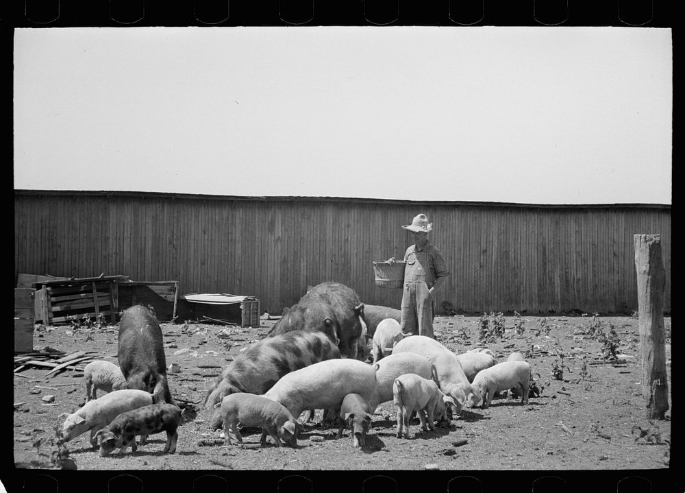 Farmer feeding hogs, Scioto Farms, Ohio. Sourced from the Library of Congress.