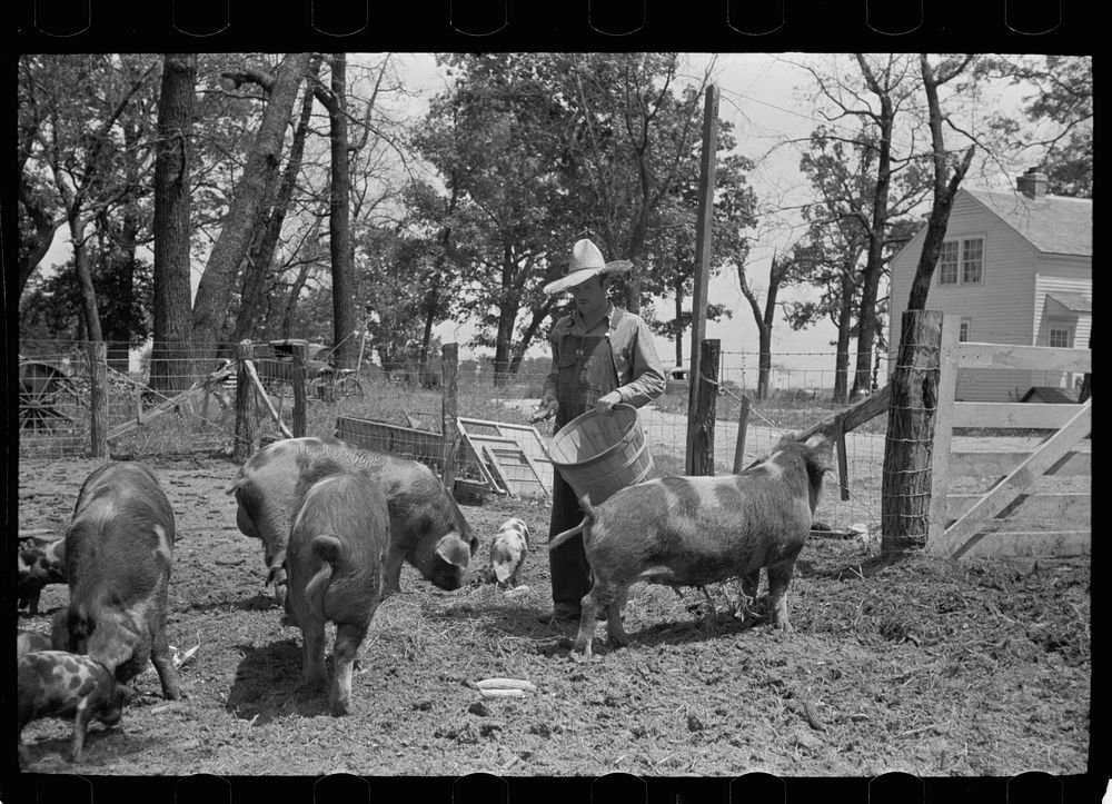 [Untitled photo, possibly related to: Farmer feeding hogs, Scioto Farms, Ohio]. Sourced from the Library of Congress.