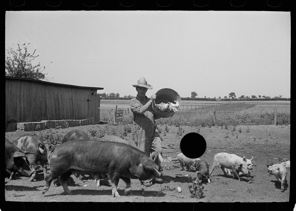 [Untitled photo, possibly related to: Farmer feeding hogs, Scioto Farms, Ohio]. Sourced from the Library of Congress.