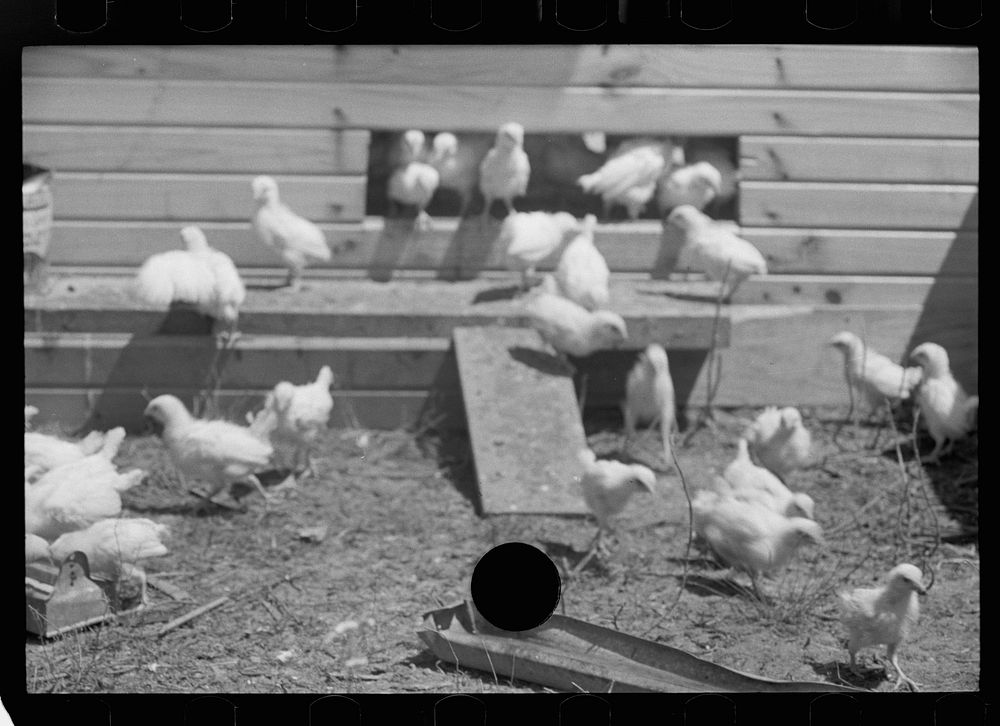 [Untitled photo, possibly related to: Chickens on one of the farm units, Scioto Farms, Ohio]. Sourced from the Library of…