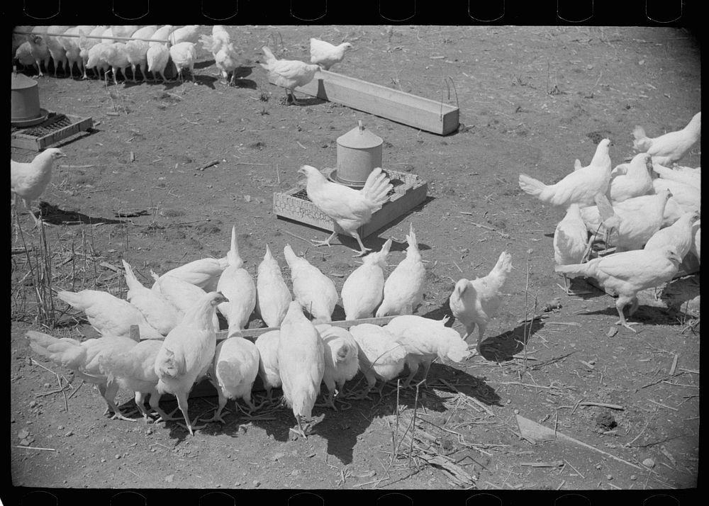 Chickens on one of the farm units, Scioto Farms, Ohio. Sourced from the Library of Congress.