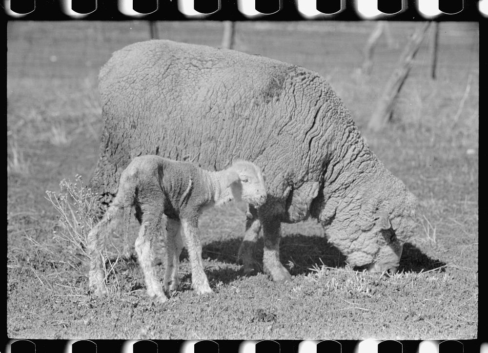 Ewe and newborn lamb, Madison County, Montana. Sourced from the Library of Congress.