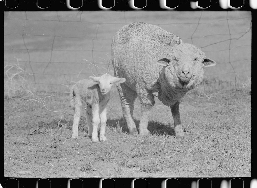 [Untitled photo, possibly related to: Ewe and newborn lamb, Madison County, Montana]. Sourced from the Library of Congress.
