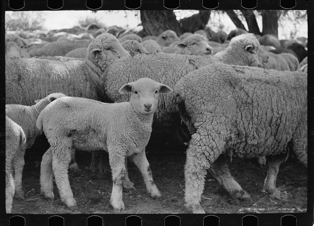 [Untitled photo, possibly related to: Sheep grazing on high range, Madison County, Montana]. Sourced from the Library of…