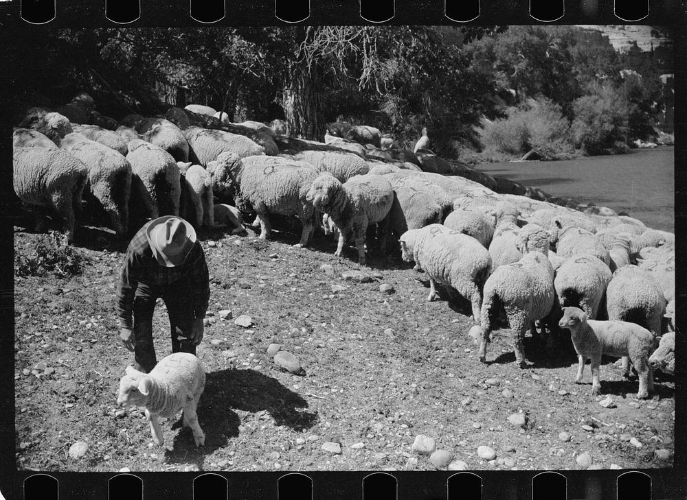 Sheepherder with his flock, Madison County, Montana. Sourced from the Library of Congress.
