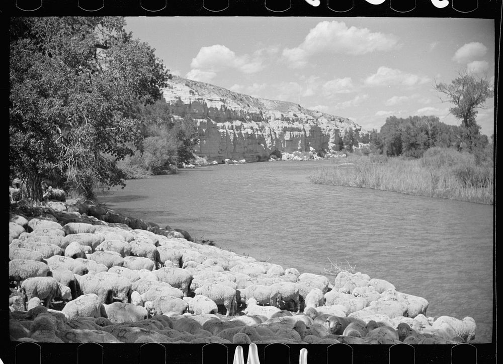 [Untitled photo, possibly related to: Sheep watering at Madison River, Montana]. Sourced from the Library of Congress.