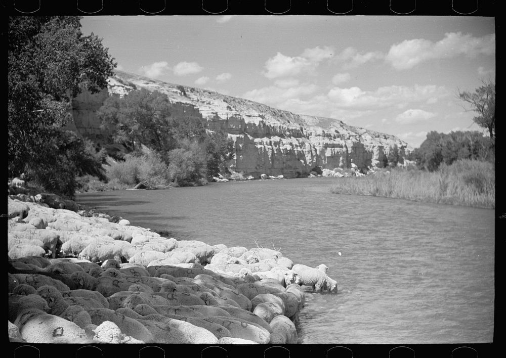 [Untitled photo, possibly related to: Sheep watering at Madison River, Montana]. Sourced from the Library of Congress.