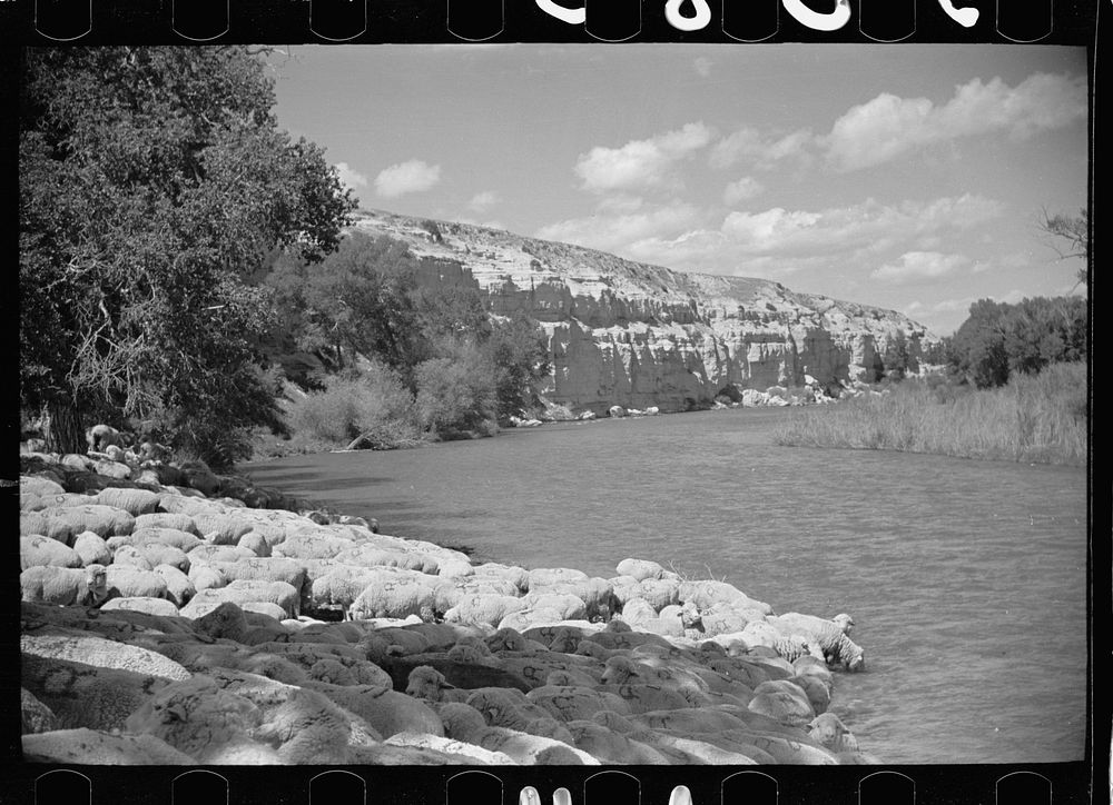 Sheep at Madison River, Montana. Sourced from the Library of Congress.