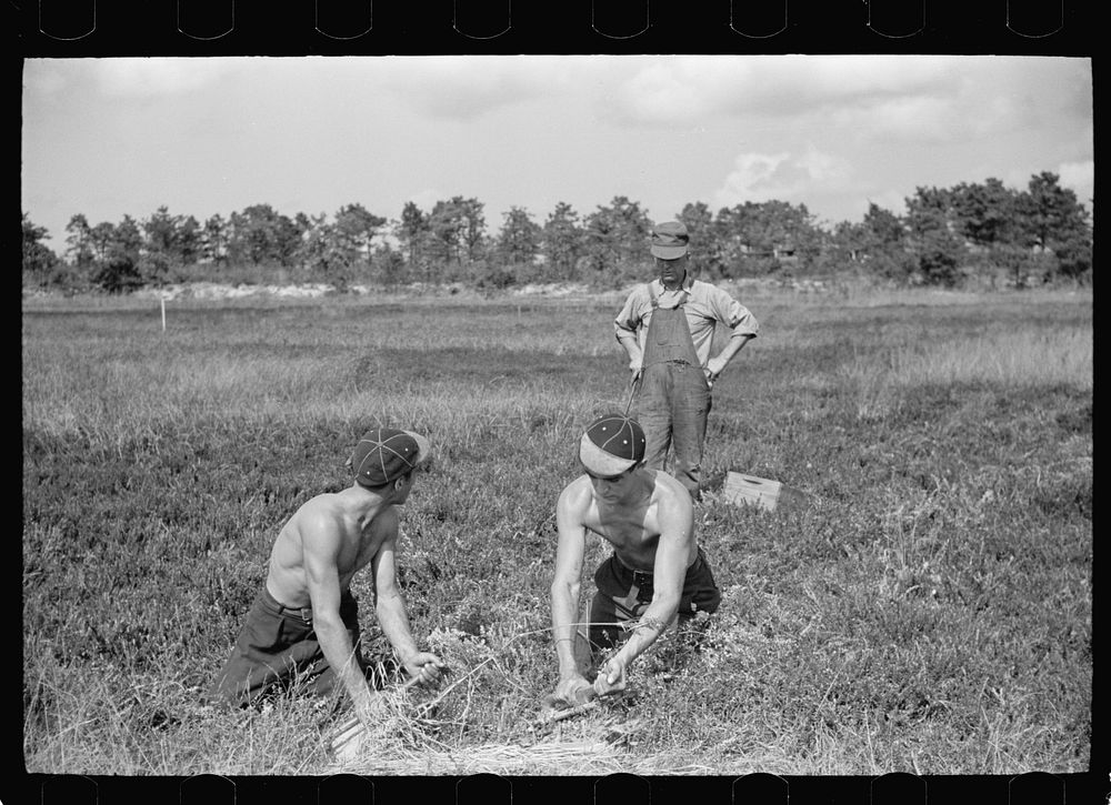 Padrone (labor contractor) directing cranberry scoopers, Burlington County, New Jersey. Sourced from the Library of Congress.