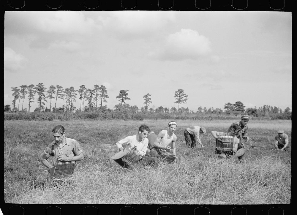 [Untitled photo, possibly related to: Men scooping cranberries, Burlington County, New Jersey]. Sourced from the Library of…