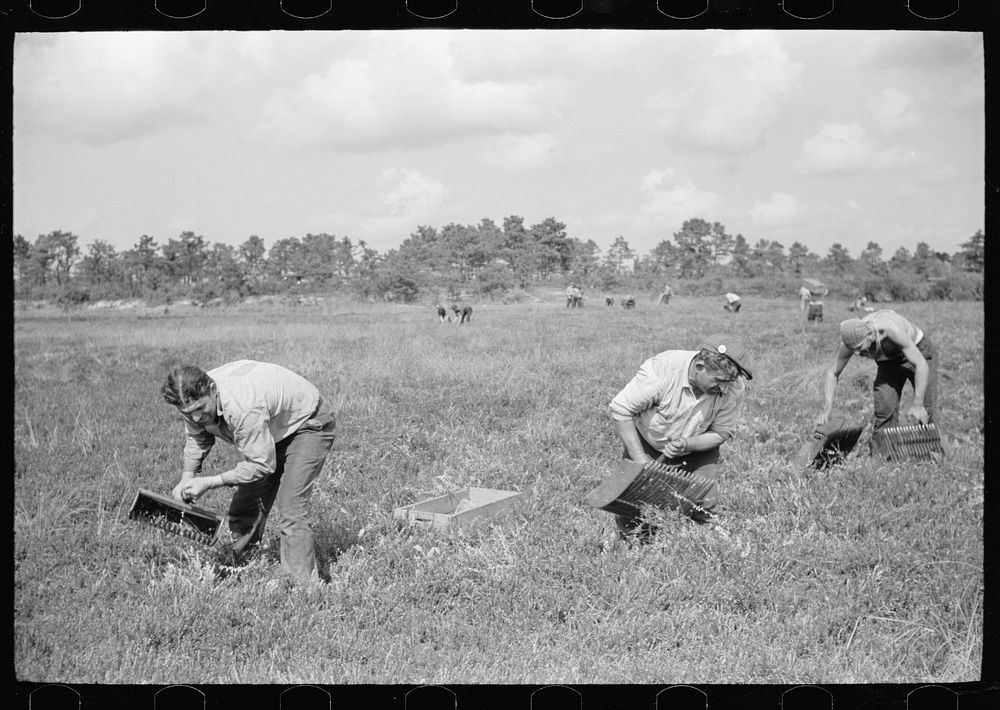 Men scooping cranberries. This method of gathering cranberries is used only when haste is necessary, and the boys have older…