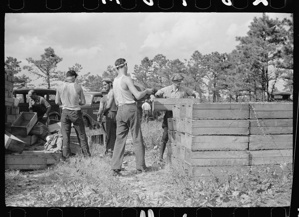 [Untitled photo, possibly related to: Migratory worker with load of cranberries, Burlington County, New Jersey]. Sourced…