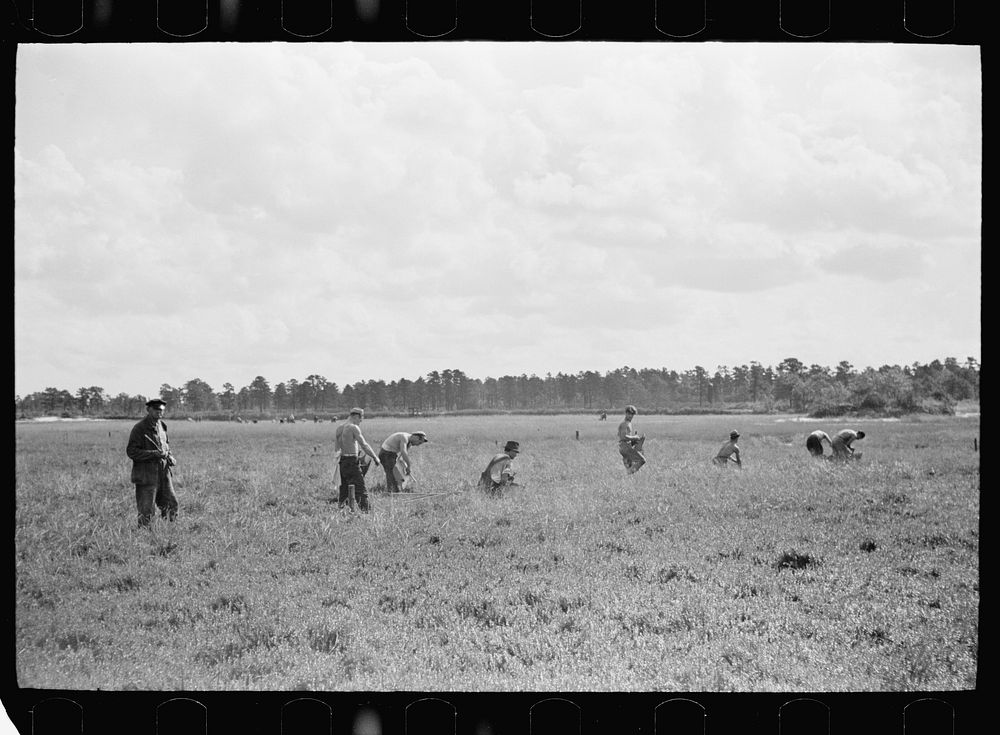[Untitled photo, possibly related to: Men scooping cranberries. This method of gathering cranberries is used only when haste…