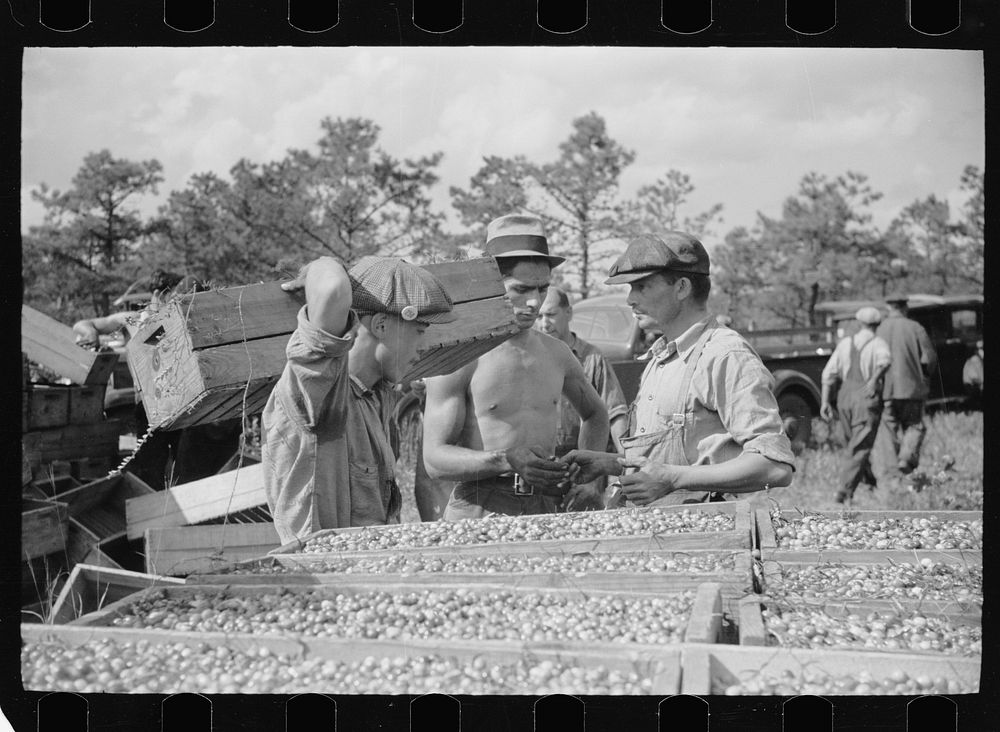 [Untitled photo, possibly related to: Cranberry scooper with load of cranberries at checking station, Burlington County, New…
