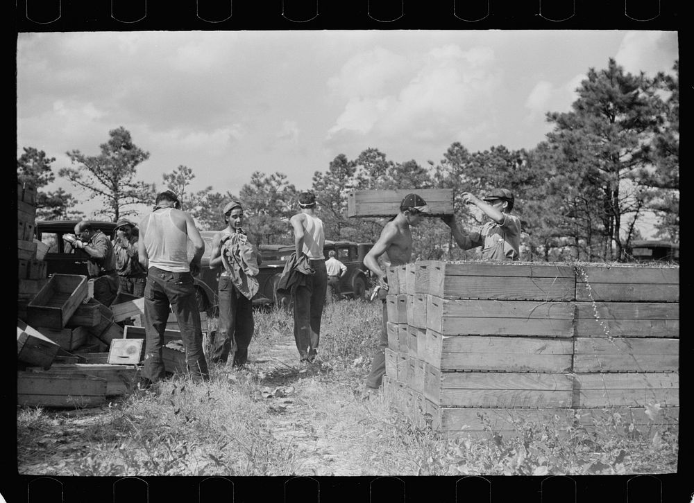 Checking station for cranberry scoopers, Burlington County, New Jersey. Sourced from the Library of Congress.
