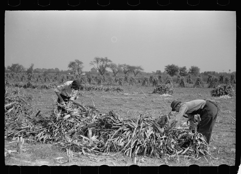 [Untitled photo, possibly related to: Husking corn, Camden County, New Jersey]. Sourced from the Library of Congress.