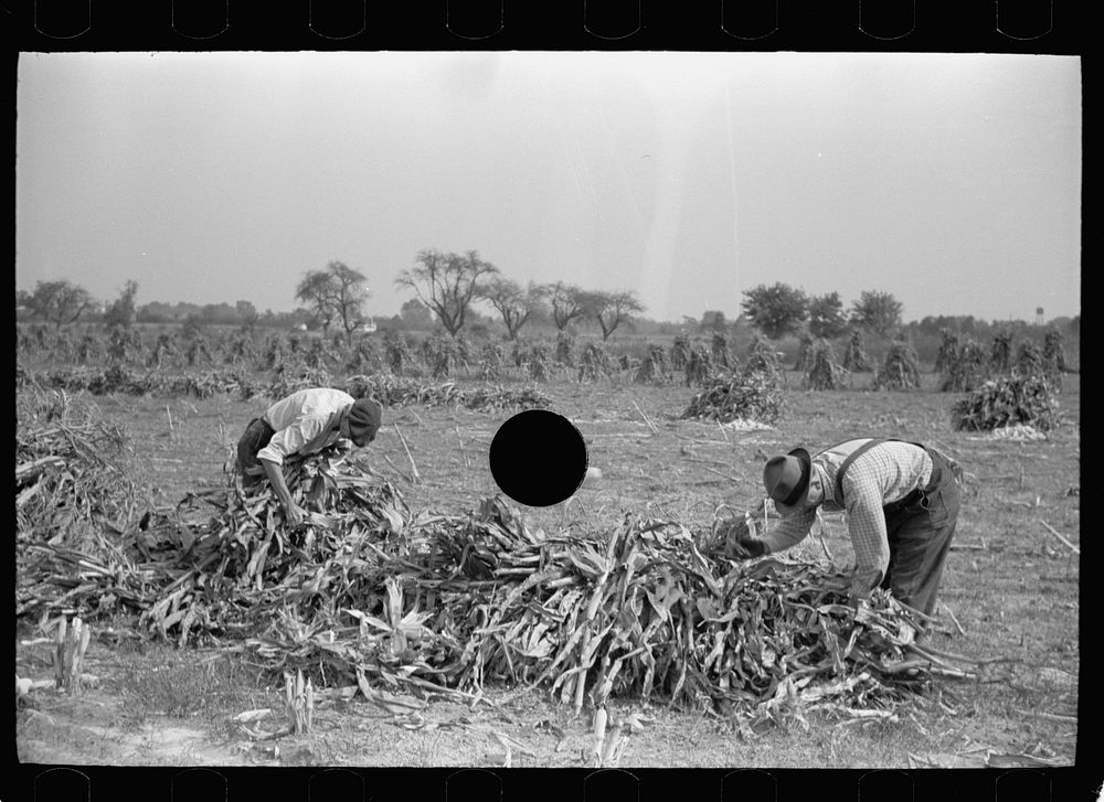 [Untitled photo, possibly related to: Husking corn, Camden County, New Jersey]. Sourced from the Library of Congress.