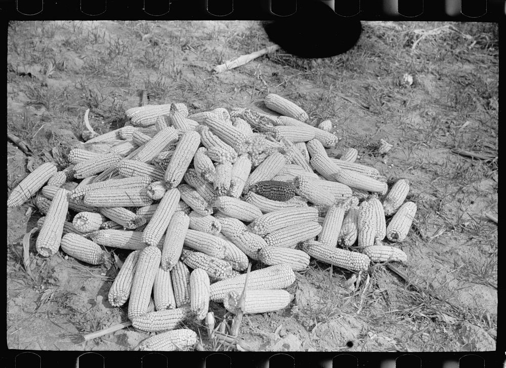 Ears of corn, Camden County, New Jersey. Sourced from the Library of Congress.