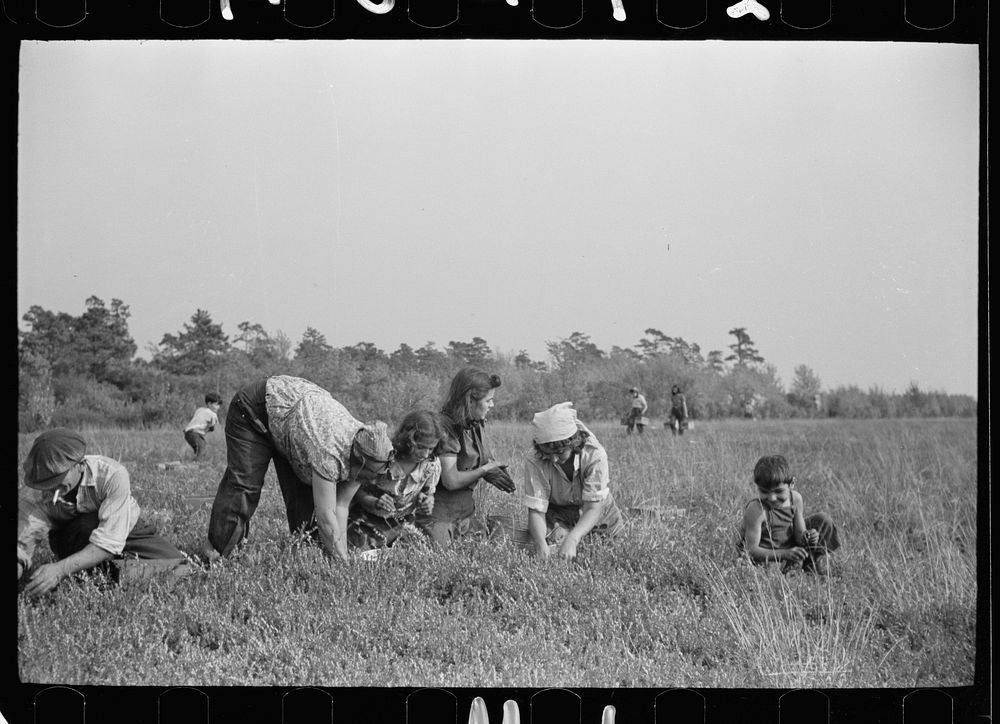 [Untitled photo, possibly related to: Family of cranberry pickers, Burlington County, New Jersey]. Sourced from the Library…