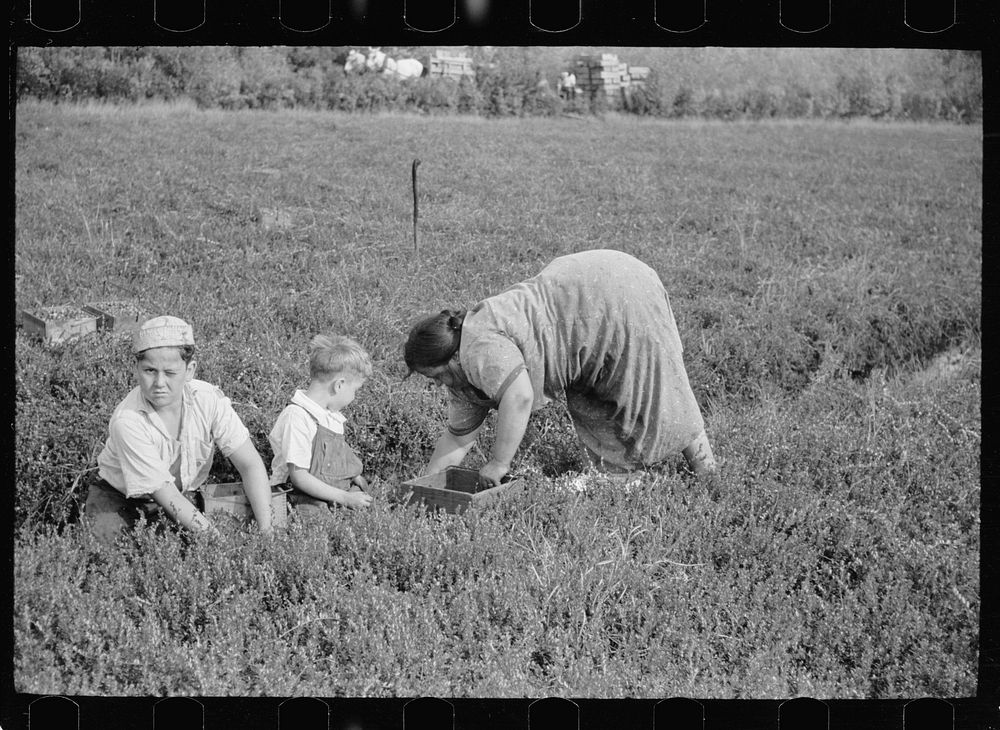 Mother and children picking cranberries, Burlington County, New Jersey. Sourced from the Library of Congress.