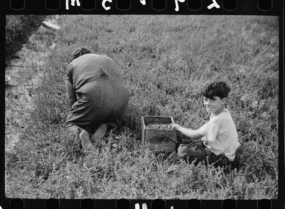 [Untitled photo, possibly related to: Mother and children picking cranberries, Burlington County, New Jersey]. Sourced from…