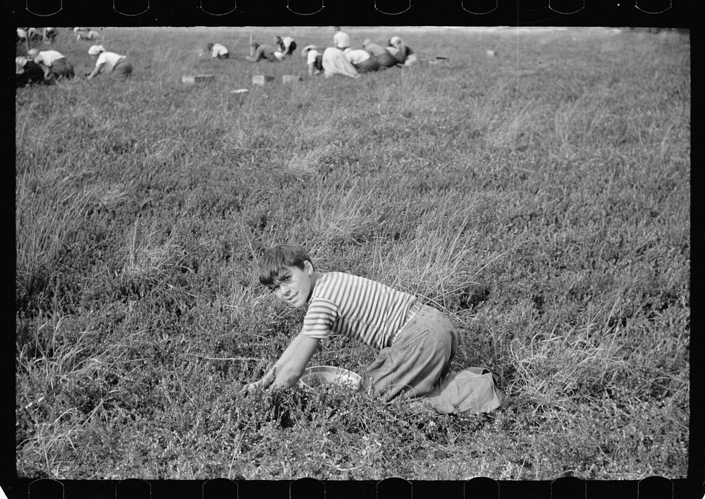 [Untitled photo, possibly related to: Child picking cranberries, Burlington County, New Jersey]. Sourced from the Library of…