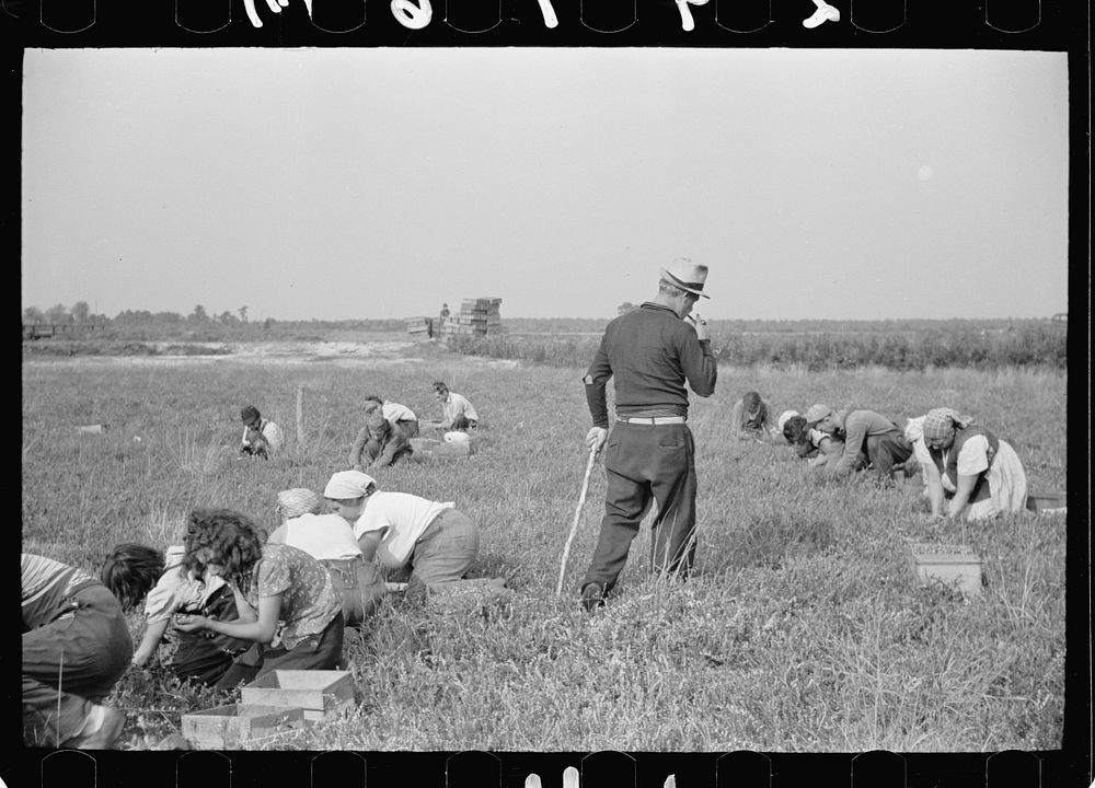 Padrone supervising work of cranberry pickers, Burlington County, New Jersey. Sourced from the Library of Congress.