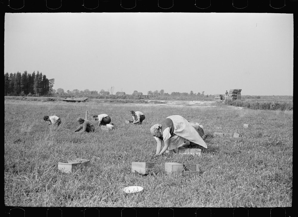 [Untitled photo, possibly related to: Women picking cranberries, Burlington County, New Jersey]. Sourced from the Library of…