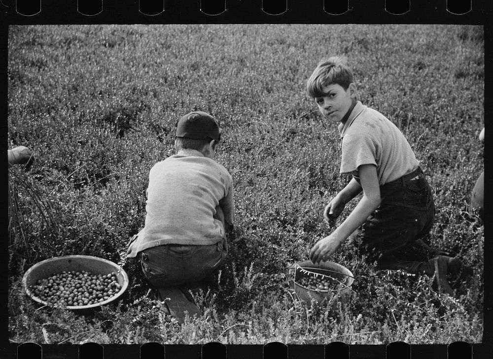 Children picking cranberries, Burlington County, New Jersey. Sourced from the Library of Congress.