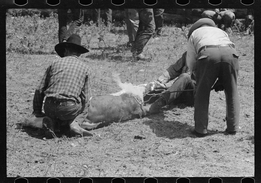 [Untitled photo, possibly related to: Branding calf, Three Circle roundup, Montana]. Sourced from the Library of Congress.