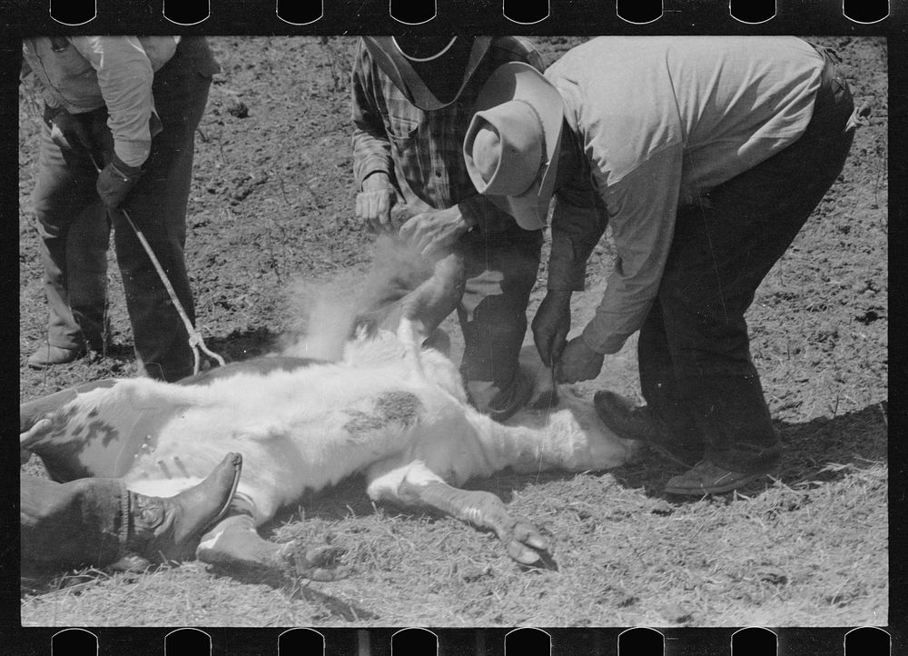 [Untitled photo, possibly related to: Branding calf, Three Circle roundup, Montana]. Sourced from the Library of Congress.