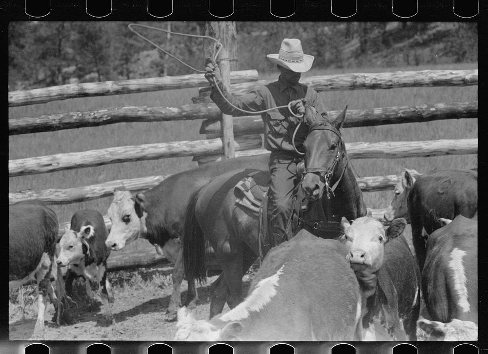 [Untitled photo, possibly related to: Roping a calf, Three Circle roundup, Custer National Park, Montana]. Sourced from the…