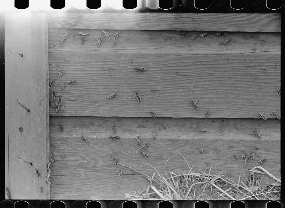 Grasshoppers on side of barn. Richland County, Montana. Sourced from the Library of Congress.
