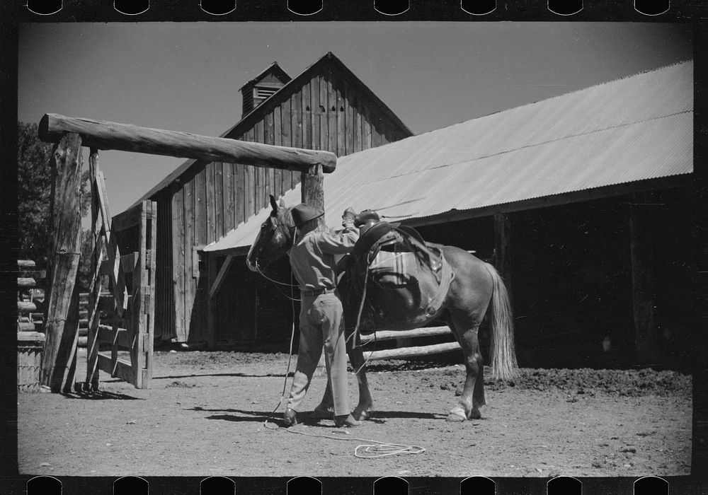 [Untitled photo, possibly related to: Jack Arnold saddling a horse, Quarter Circle U Ranch, Montana]. Sourced from the…