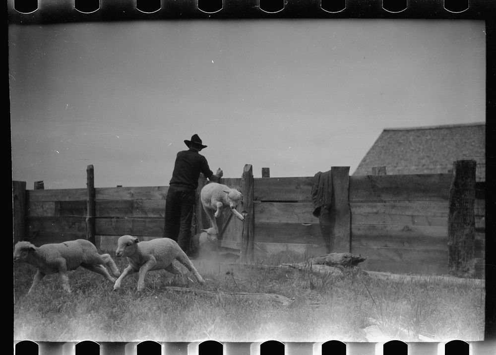 [Untitled photo, possibly related to: Counting sheep, Rosebud County, Montana]. Sourced from the Library of Congress.