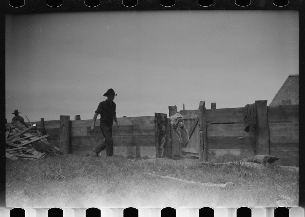 [Untitled photo, possibly related to: Counting sheep, Rosebud County, Montana]. Sourced from the Library of Congress.