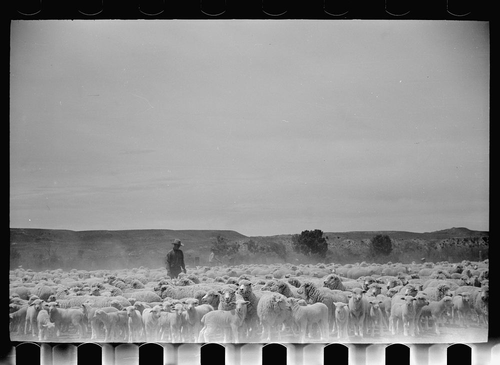 [Untitled photo, possibly related to: Sheep before shearing, Rosebud County, Montana]. Sourced from the Library of Congress.