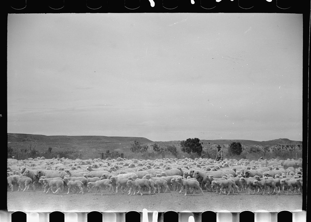 [Untitled photo, possibly related to: Sheep before shearing, Rosebud County, Montana]. Sourced from the Library of Congress.