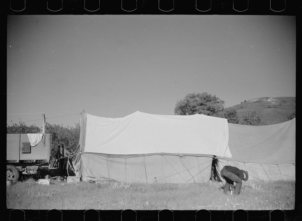 [Untitled photo, possibly related to: Setting up camp, Quarter Circle U roundup, Montana]. Sourced from the Library of…