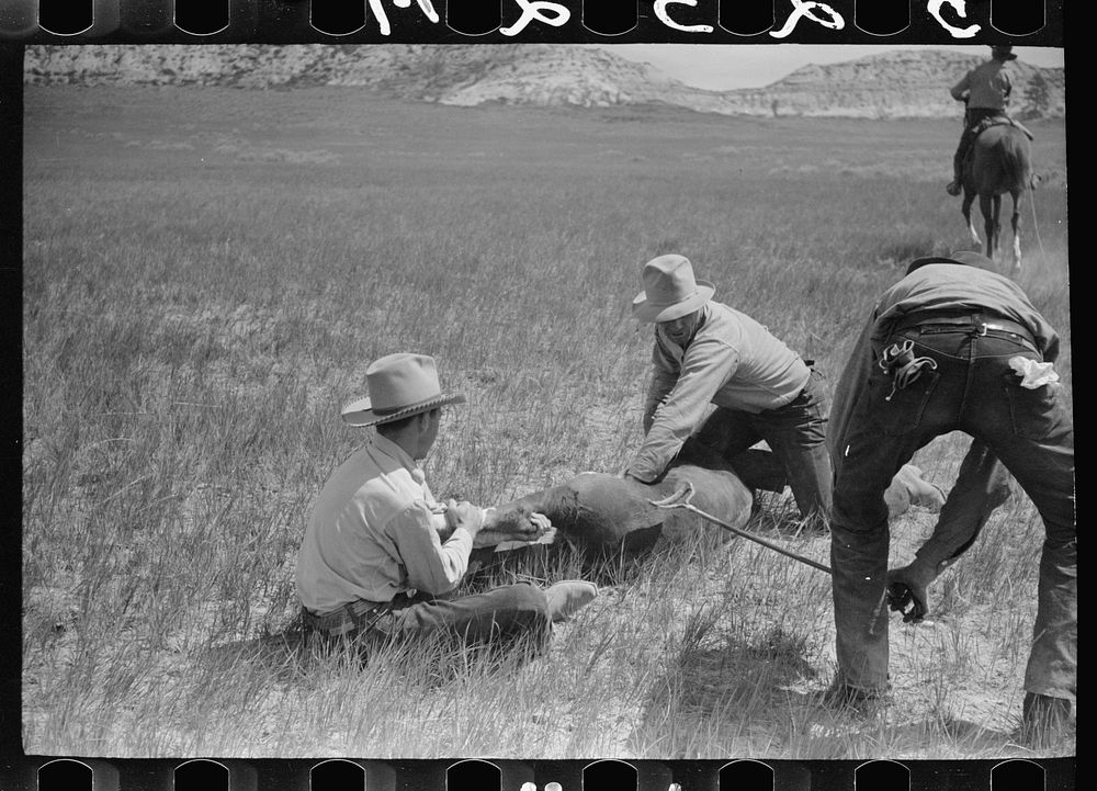 [Untitled photo, possibly related to: Branding a calf, Quarter Circle U roundup, Montana]. Sourced from the Library of…
