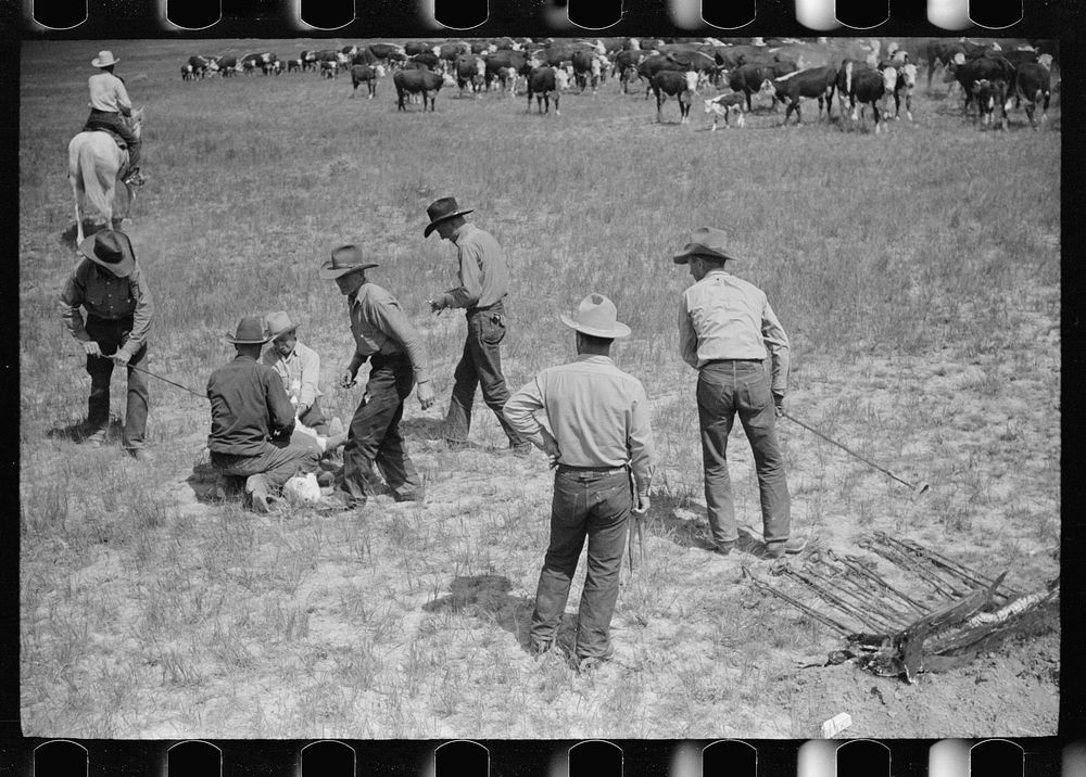 Branding at Quarter Circle U Ranch roundup, Montana. Sourced from the Library of Congress.