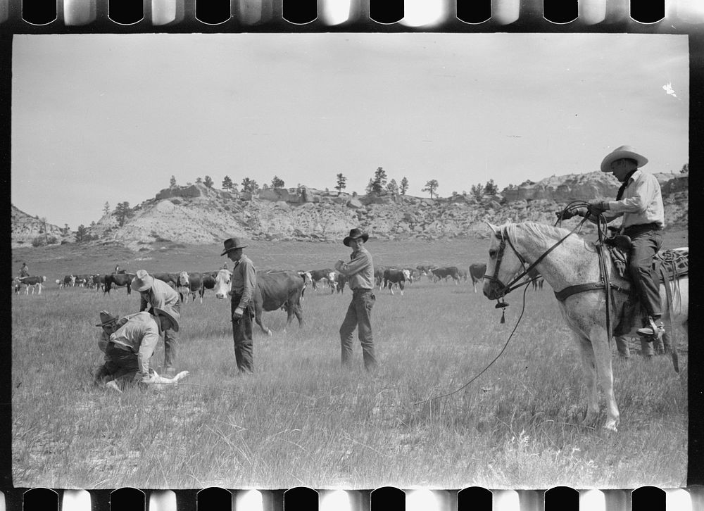 [Untitled photo, possibly related to: Branding at Quarter Circle U Ranch roundup, Montana]. Sourced from the Library of…
