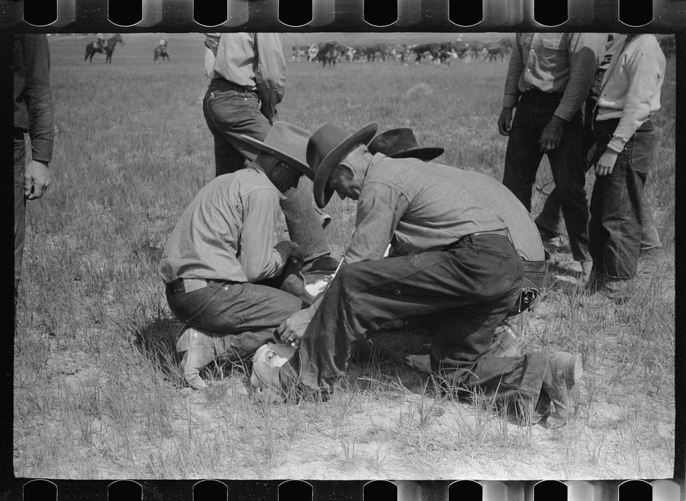 Cowhands working on a calf, Quarter Circle U roundup Montana. Sourced from the Library of Congress.