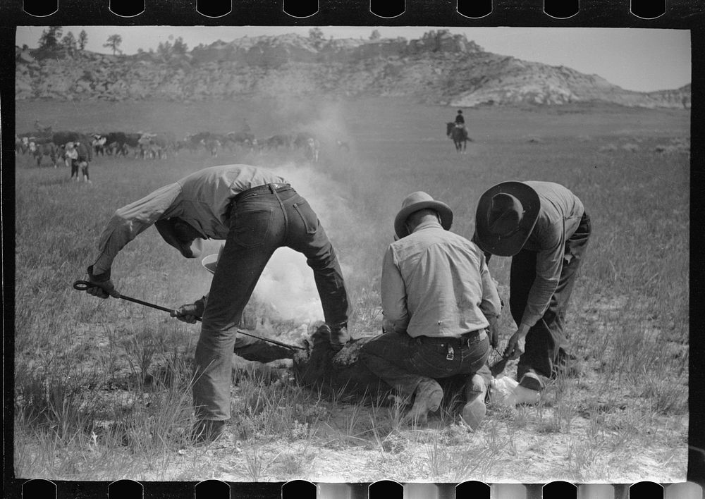 Branding, Quarter Circle U Ranch roundup, Montana. Sourced from the Library of Congress.