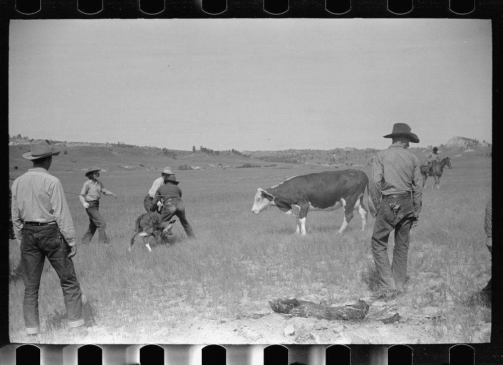 [Untitled photo, possibly related to: "Rassling" a calf, Quarter Circle U Ranch roundup, Montana]. Sourced from the Library…