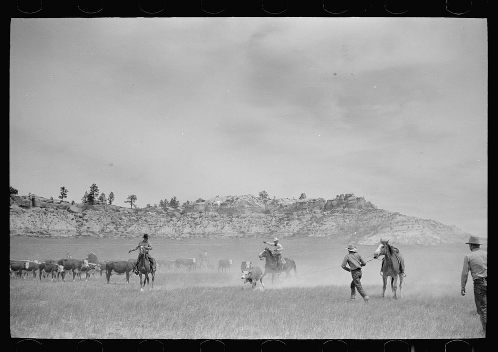 [Untitled photo, possibly related to: "Rassling" a calf, Quarter Circle U Ranch roundup, Montana]. Sourced from the Library…
