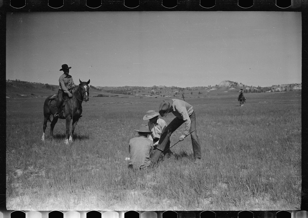 [Untitled photo, possibly related to: Branding, Quarter Circle U Ranch roundup, Montana]. Sourced from the Library of…