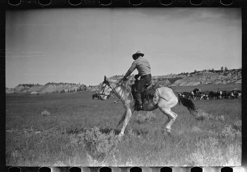 [Untitled photo, possibly related to: Burton Brewster, part owner of Quarter Circle U Ranch at their roundup, Montana].…