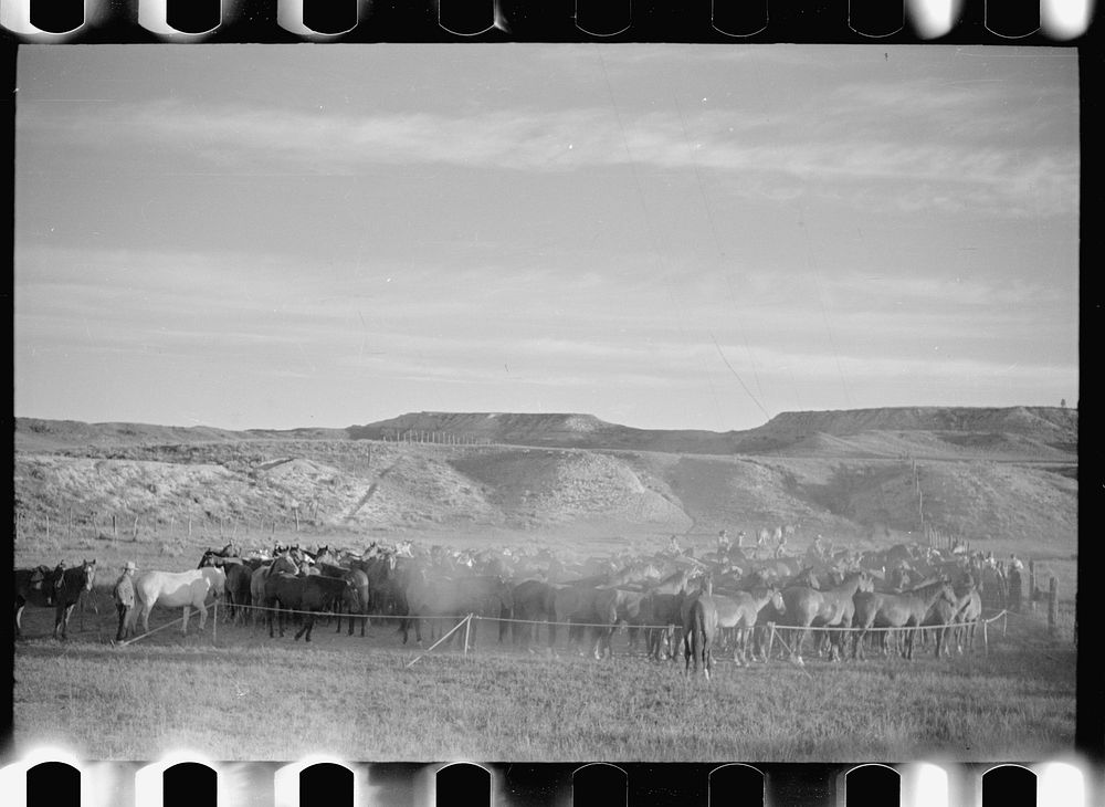 Rope corral, Quarter Circle U Ranch roundup, Montana. Sourced from the Library of Congress.